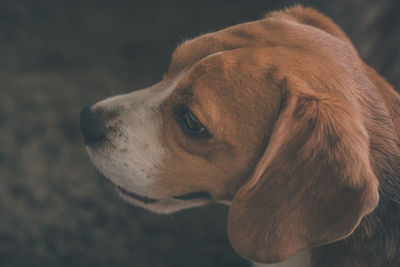 Close-up of dog