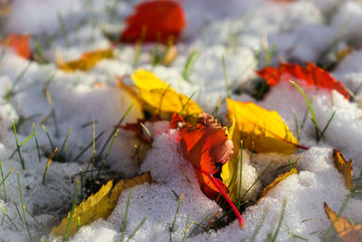 Close-up of dry leaves during autumn