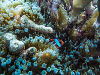Anemone fish and sea anemone anemone 