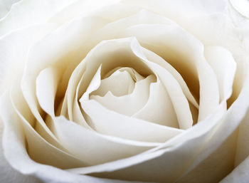 Close-up of white rose