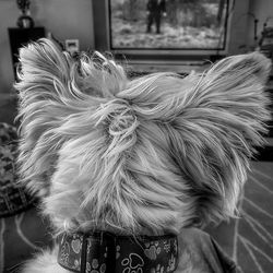 Close-up portrait of a dog