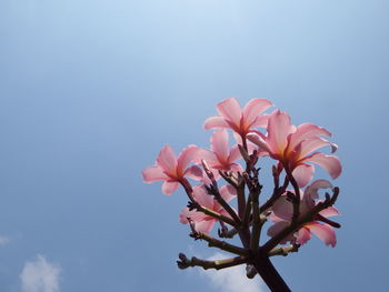 Close-up of pink flowering plant against sky