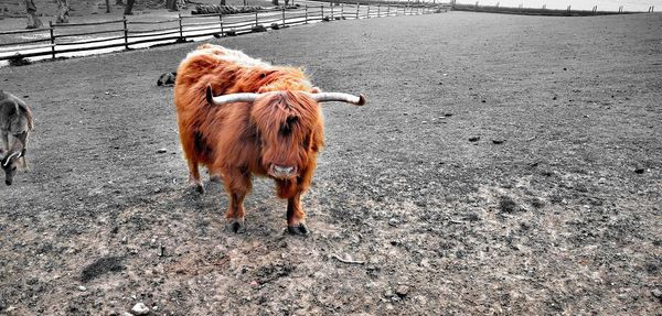 Mammal standing in a field