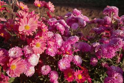 High angle view of pink flowering plants