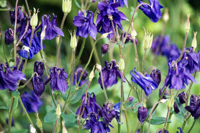 Close-up of purple flowering plants