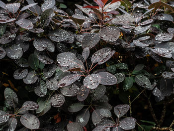 Rain on the leaves series