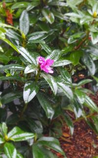 Close-up of pink flowers