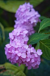 Close-up of pink flowers blooming in park