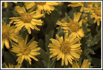 Close-up of yellow flowers blooming outdoors