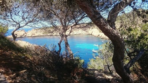 Trees by sea against sky