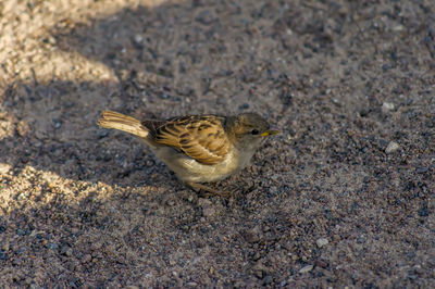 High angle view of a bird flying