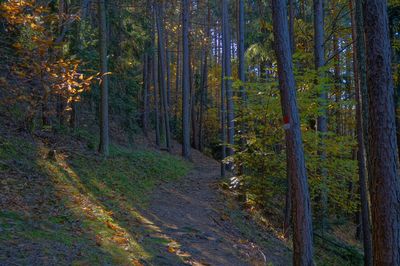 Pine trees in forest