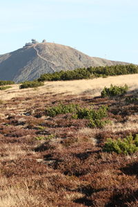 Scenic view of landscape against clear sky