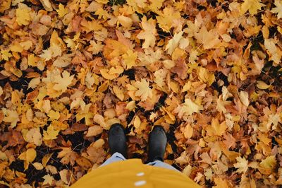 Low section of person standing on yellow maple leaves