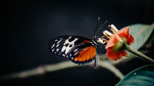Close-up of butterfly on flower
