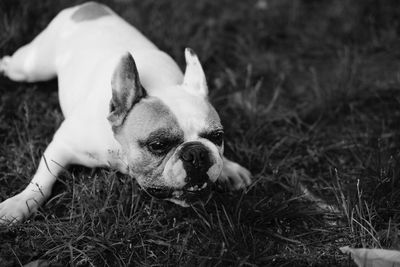 Dog resting on grassy field