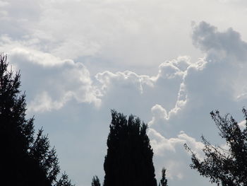 Low angle view of trees against sky