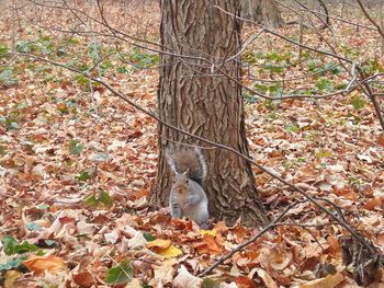 Bird perching on tree