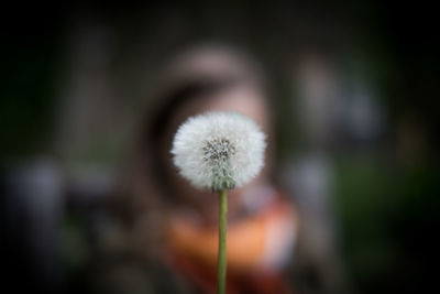 Close-up of dandelion flower