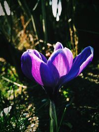 Close-up of purple flowers