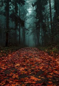 Autumn leaves fallen on footpath in forest during foggy weather