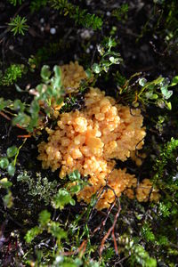 Close-up of flowers growing on plant