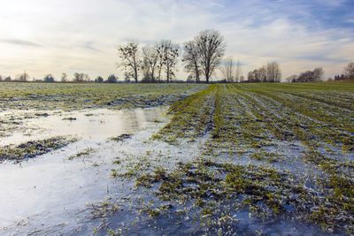 Frozen water in a green cereal field, trees on the horizon, winter evening