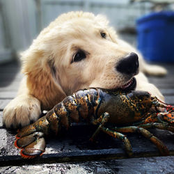 Puppy playing with a lobster