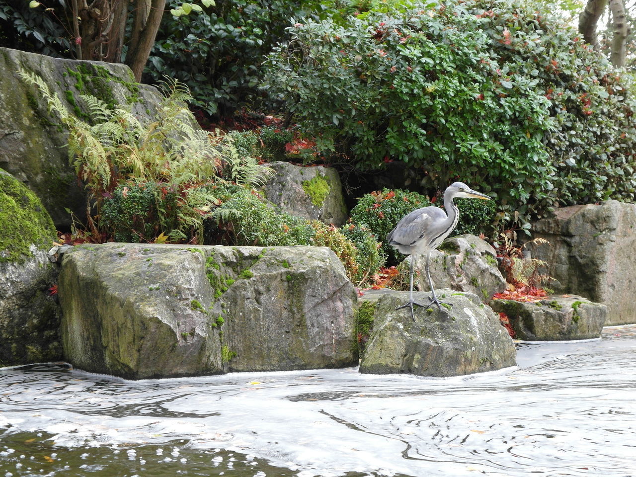 BIRDS PERCHING ON ROCK AGAINST PLANTS