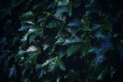 Full frame shot of leaves on field