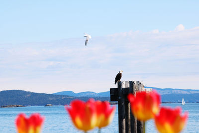 View of birds flying over sea against sky