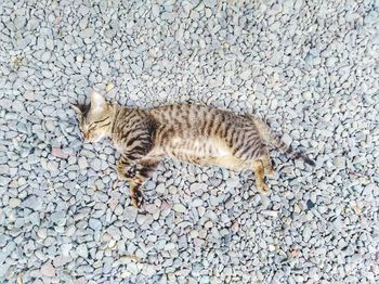 High angle view of cat on rock