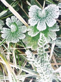 Close-up of white flowers