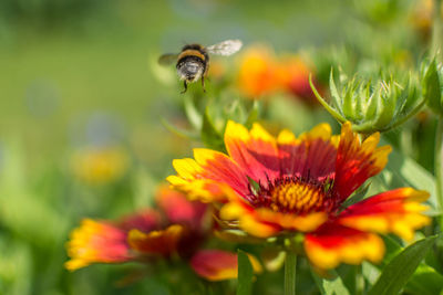 Close-up of honey bee on flower