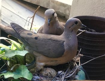 Close-up of bird perching outdoors