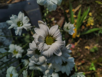 flowering plant