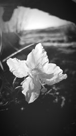 Close-up of white flowers blooming outdoors