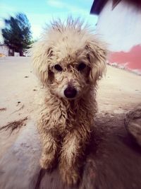 dog