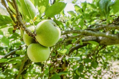 Low angle view of apples growing on tree