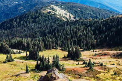 Pine trees in forest