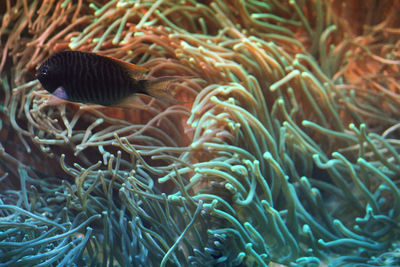 Close-up of coral in sea