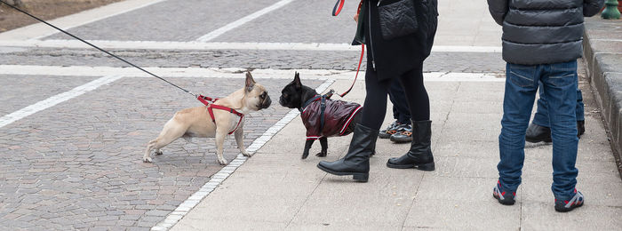 French bulldog