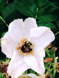 Close-up of bee on flower