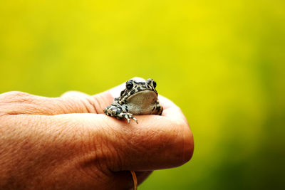 Close-up of person holding hand