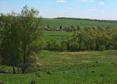 Scenic view of grassy field against sky