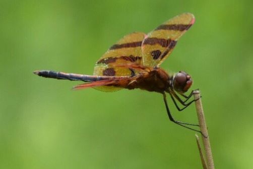 animal themes, one animal, animals in the wild, insect, wildlife, close-up, focus on foreground, zoology, full length, selective focus, plant, perching, nature, flower, green color, day, extreme close-up, springtime, beauty in nature, animal wing, no people, vibrant color, tranquility, petal, animal behavior