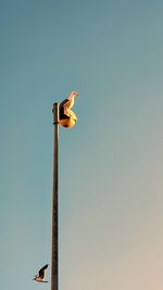 Low angle view of bird perching on street light