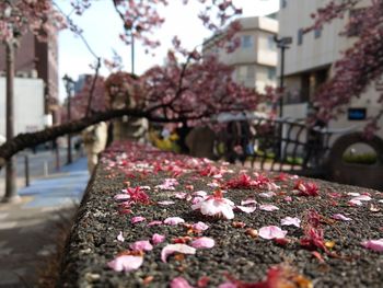 Close-up of pink cherry blossoms in city