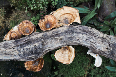 Close-up of logs against tree trunk