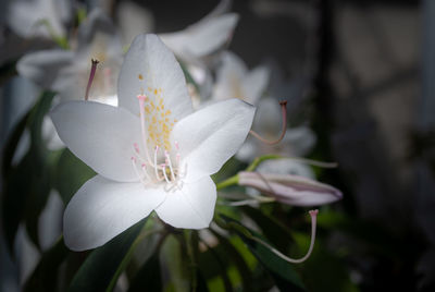 Close-up of white flowering plant